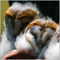 Barn Owls 